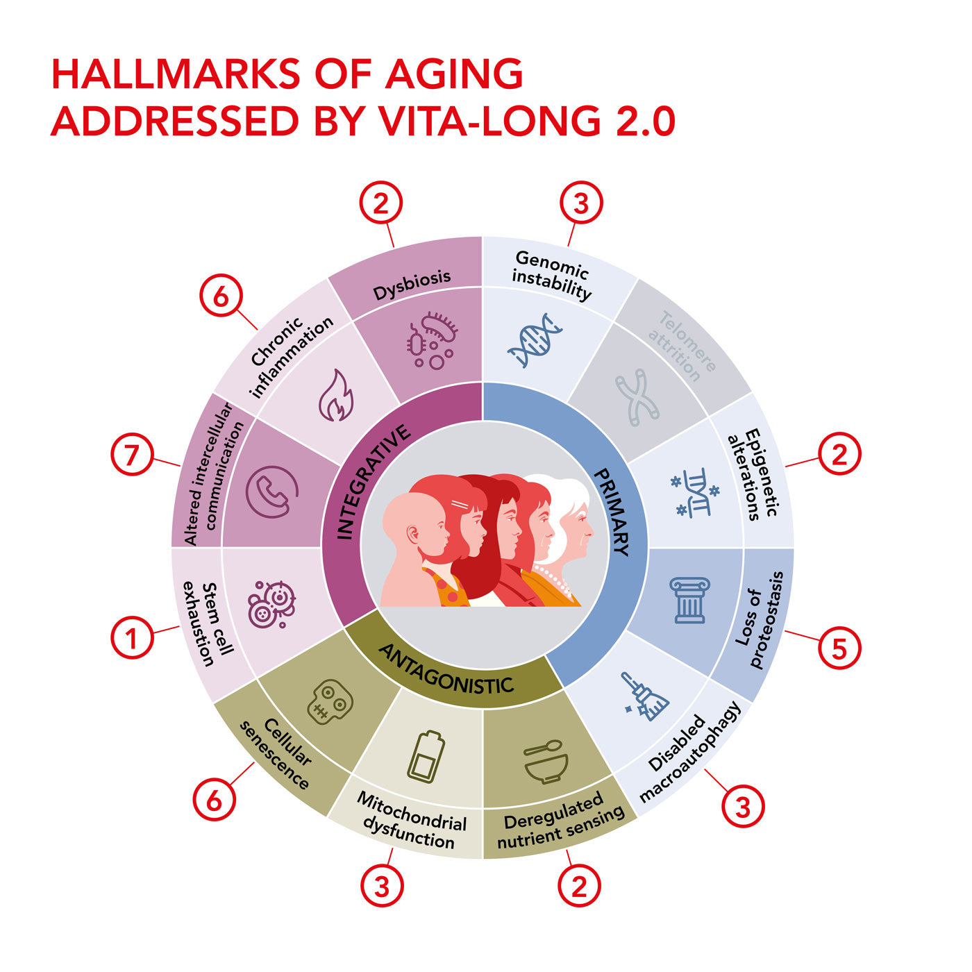Diagram titled 'Hallmarks of Aging Addressed by Vita-Long 2.0' with various labeled sections on a white background.